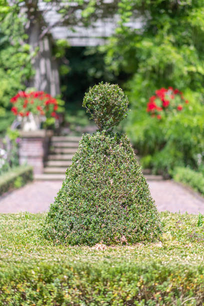 istock Conic pine tree growing on the green short grass against a green leafs background 1163193670
