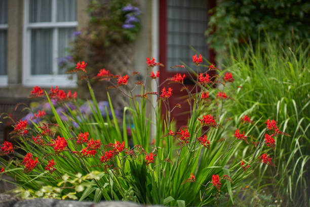 몽브레티아 루시퍼 악어 × 정원에서 의 악어 꽃 - 애기범부채 뉴스 사진 이미지