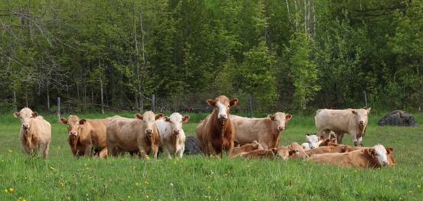 istock Charolais cattle line up in the meadow looking at camera 1163195374