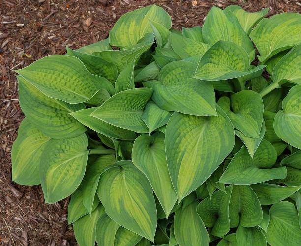 istock Two toned green verigated Hosta plant 1163195592
