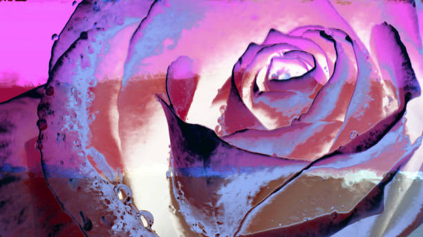 istock Image of a rose on the wall surface. 1163195969