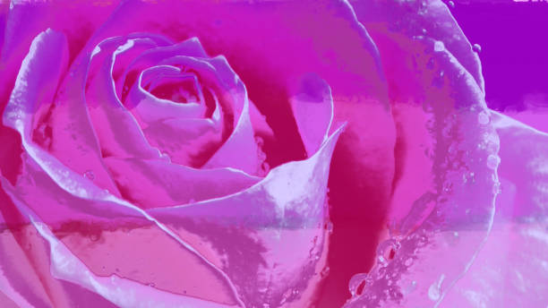 istock Image of a rose on the wall surface. 1163195973
