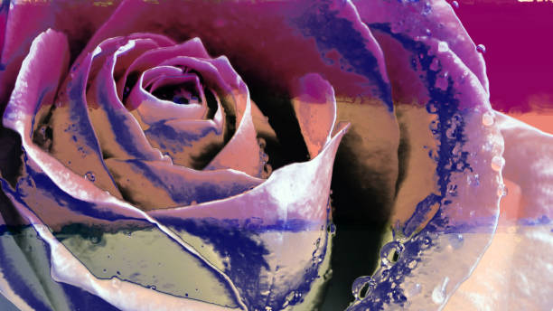 Image of a rose on the wall surface.