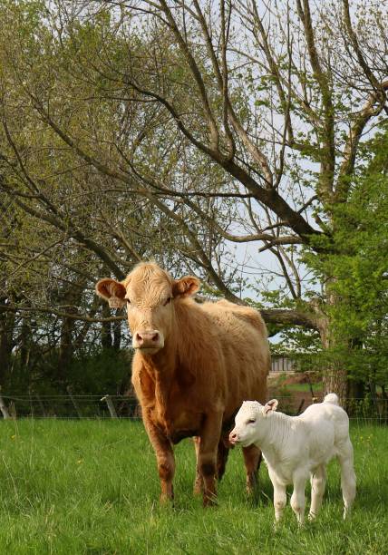 vitello bianco di un giorno accanto alla sua mamma color abbronzatura - domestic cattle calf mother field foto e immagini stock