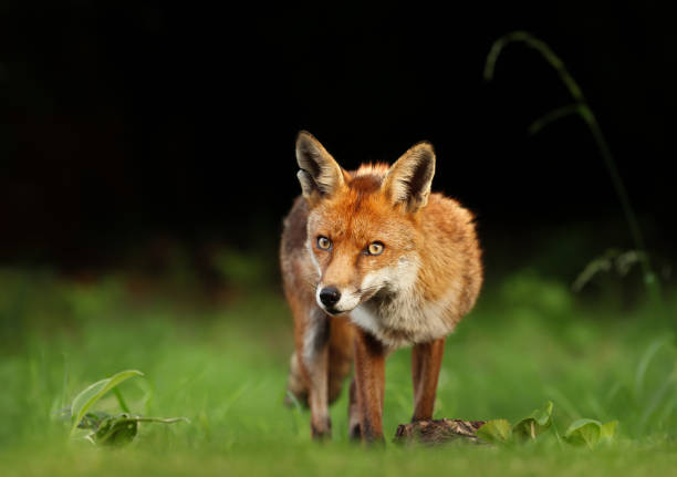 istock Red fox in a meadow against black background 1163197123