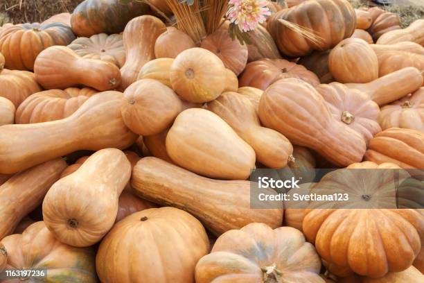 A Lot Of Brown Oringe Pumpkins On The Ground Outdoor Farmers Market Stock Photo - Download Image Now