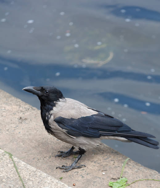 istock A grey hooded crow  looks at the camera 1163199357