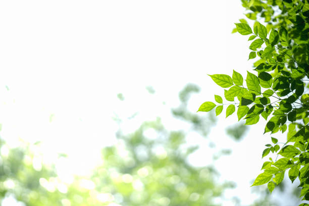 istock Close up of nature view green leaf with blurred greenery on white sky background with copy space using as background natural plants landscape, ecology wallpaper concept. 1163200173