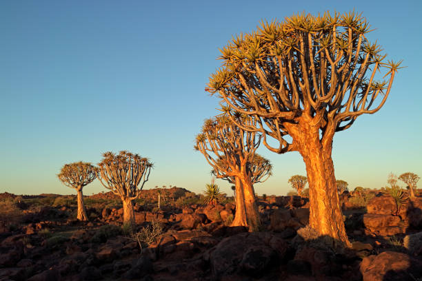 istock Scenic landscape with quiver trees (Aloe dichotoma), Namibia 1163201003