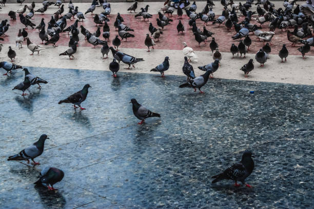 istock Pigeons in a Square in Barcelona Spain 1163201101