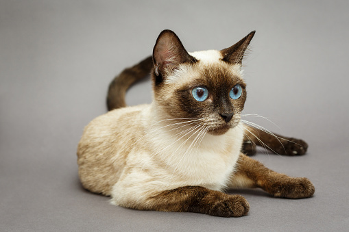 Beautiful adult Siamese cat, on grey background