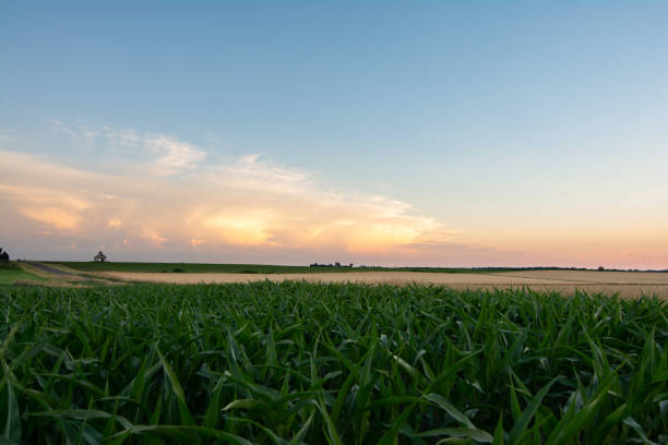 istock sunset in rural Illinois overlooking trhe corn and wheat fields on a beautiful Summer evening.  LaSalle County, Illinois, USA 1163203125
