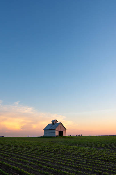midwest barn at sunset with rows of soy beans glowing in the light