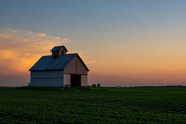 istock midwest barn at sunset with rows of soy beans glowing in the light 1163203350