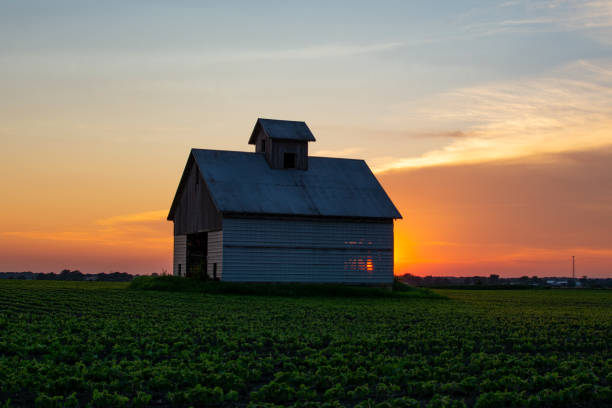 istock midwest barn at sunset with rows of soy beans glowing in the light 1163203436