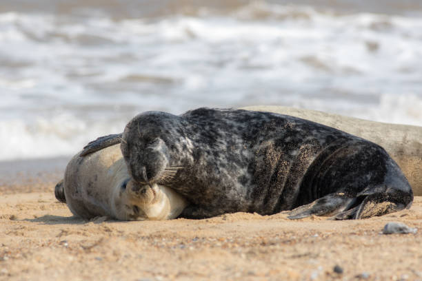 istock Togetherness. Animals in love cuddling. Affectionate seals hugging. 1163203723