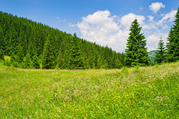 Summer sunny day landscape on mountain, green grass and trees
