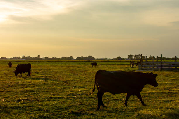 istock cows at sunset in rural LaSalle county, Illinois. 1163204411