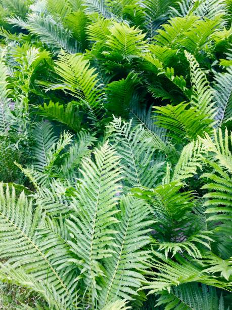 istock Ostrich Fern Close-Up 1163204696