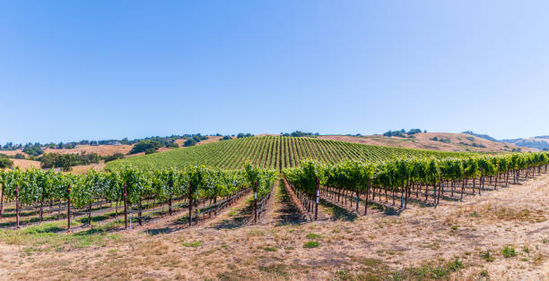 istock A medium size pano of Sonoma County Vineyard 1163207497