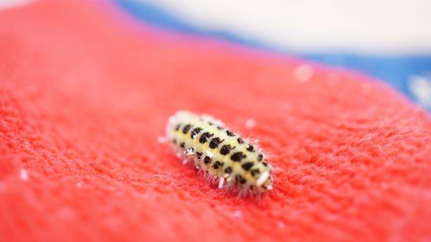 istock Six - spot Burnet Moth Caterpillar, with sand in its hairs. 1163207507