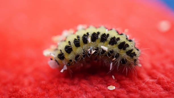 istock Six - spot Burnet Moth Caterpillar, with sand in its hairs. 1163207519