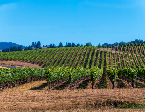 istock Pano of Sonoma County Vineyard 1163208623