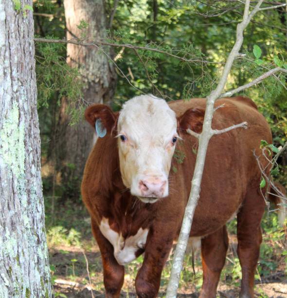 istock Cute and timid brown calf in the woods 1163209707