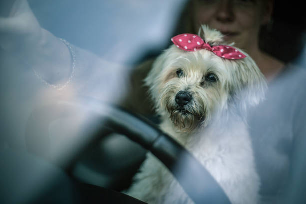 istock Young woman enjoys free time with her dog 1163210108