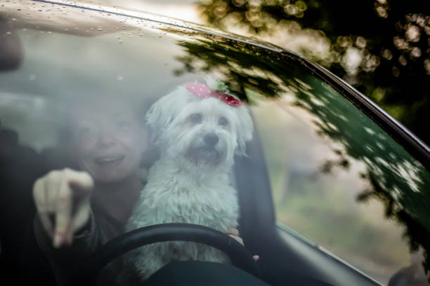 istock Young woman enjoys free time with her dog 1163210687