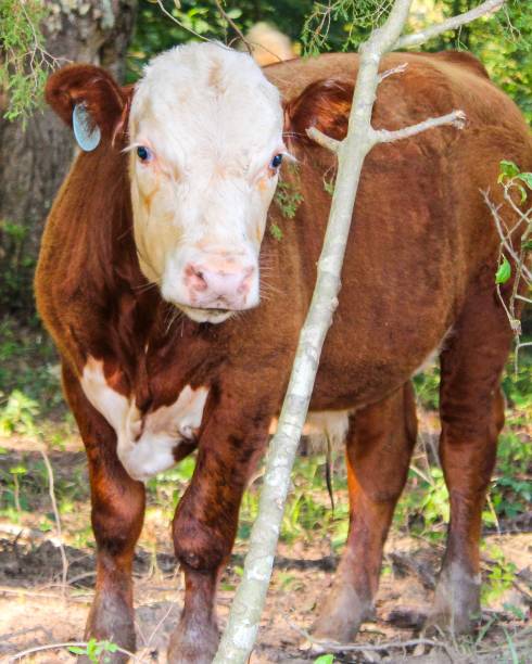istock Cute and timid brown calf in the woods 1163211182