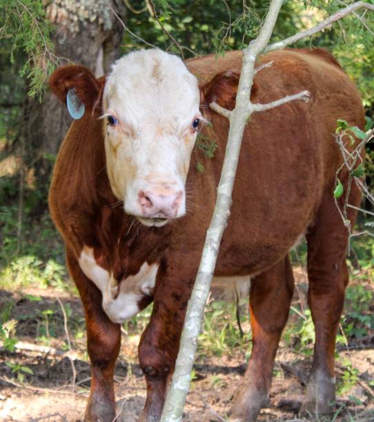 istock Cute and timid brown calf in the woods 1163211303
