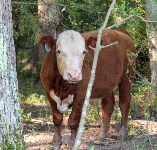 istock Cute and timid brown calf in the woods 1163211425