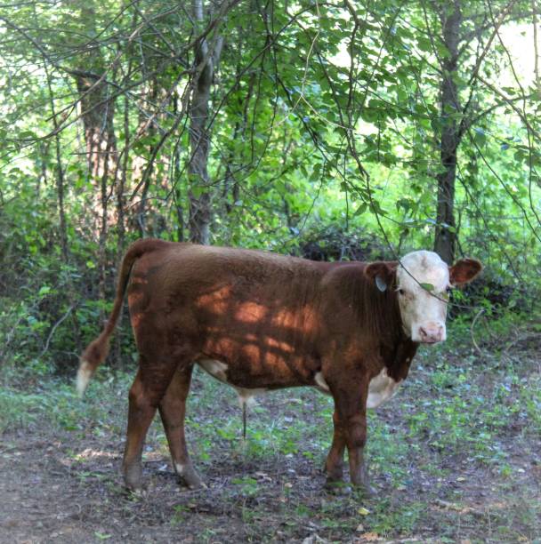 istock Cute and timid brown calf in the woods 1163212312