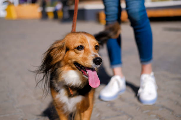 mujer está caminando con su perro. divertido spaniel chucho en la calle de la ciudad de verano - mini van fotografías e imágenes de stock