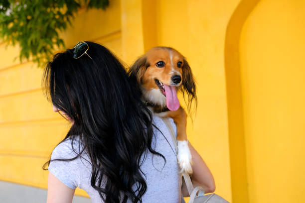 portrait of brunette woman and her dog on background of bright yellow wall. funny spaniel mutt - 2322 imagens e fotografias de stock