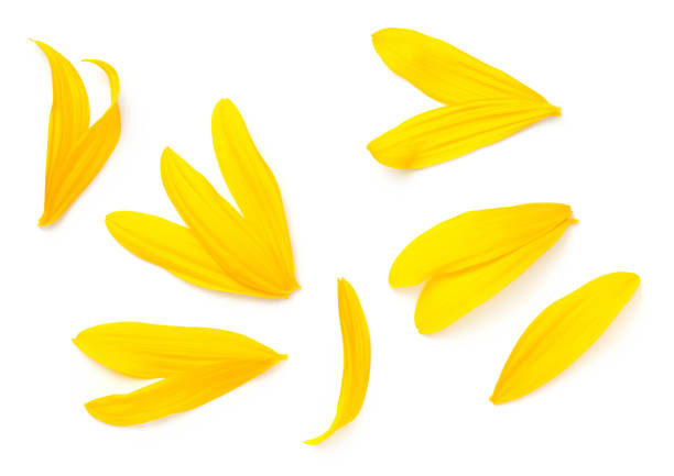 istock Sunflower Petals Isolated On White Background 1163214185