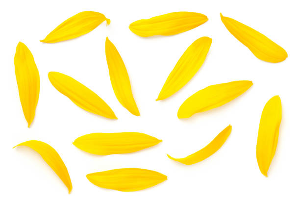 Sunflower Petals Isolated On White Background Sunflower petals isolated on white background. Top view, flat lay Isolated On Yellow stock pictures, royalty-free photos & images