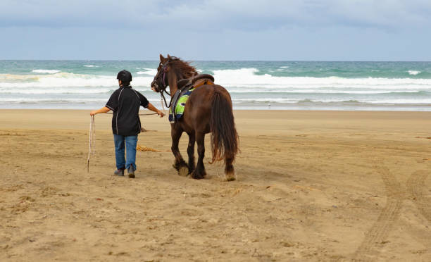 istock A beautiful Gypsy Cobb Horse 1163214249