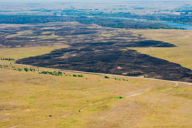 istock Scorched trees and grass after the fire. Aerial view 1163214451