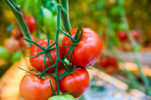 istock Ripe tomato plant growing in greenhouse 1163214533