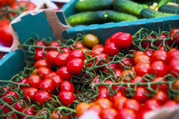 istock Ripe tomato plant growing in greenhouse 1163215162