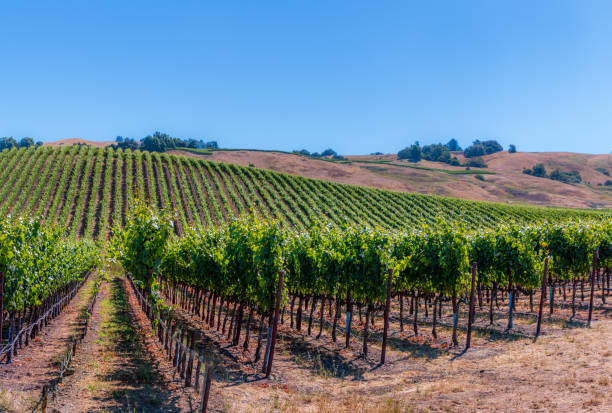 istock Pano of Sonoma County Vineyard 1163215450