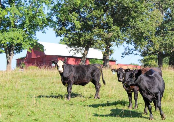 istock Herd of cows in a summer pasture with red barn in background 1163216365
