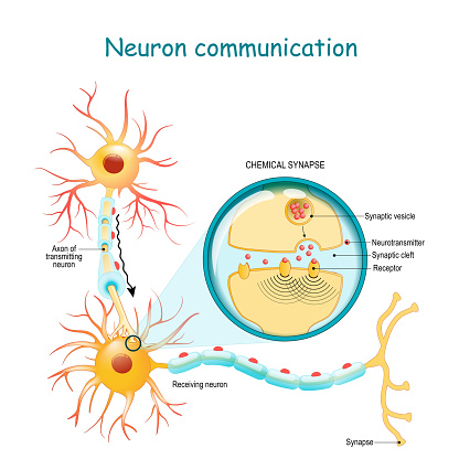 Neural communication. Transmission of the nerve signal between two neurons with axon and synapse. Close-up of a chemical synapse. vector diagram for education, medical, science use