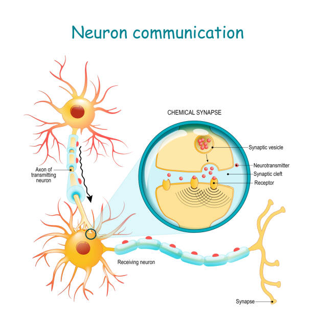 Transmission of the nerve signal between two neurons with axon and synapse. Close-up of a chemical synapse Neural communication. Transmission of the nerve signal between two neurons with axon and synapse. Close-up of a chemical synapse. vector diagram for education, medical, science use human nervous system illustrations stock illustrations