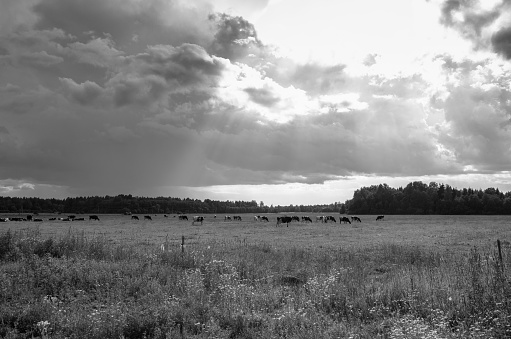 Black and white view of sun shining through the clouds in Järvamaa, Estonia