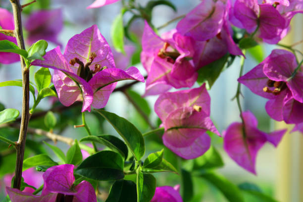 istock Pink bougainvillea in summmer 1163219538