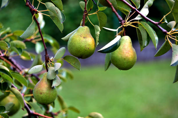 istock Organic pear on the branch 1163221131
