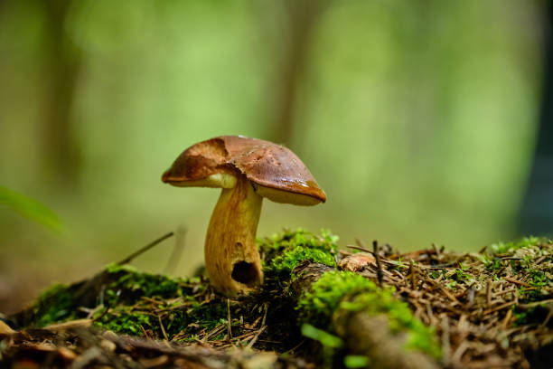 istock Mushrooms in the summer forest after rain 1163221989